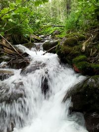 Stream flowing through forest