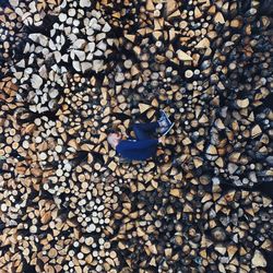 Stack of logs