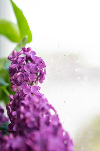 Close-up of wet purple flowering plant