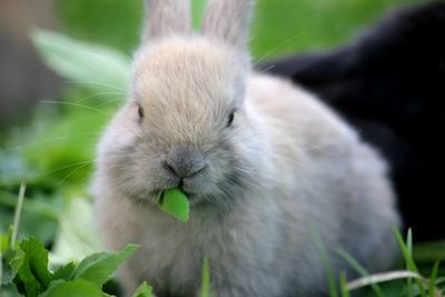 Close-up of a rabbit