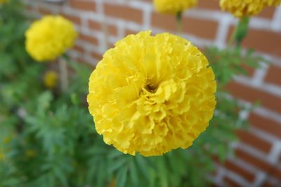 Close-up of yellow flower blooming outdoors