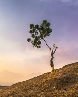 Tree on field against sky during sunset