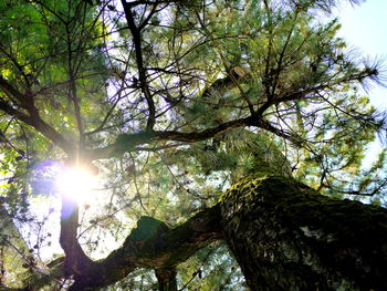 Sun shining through trees