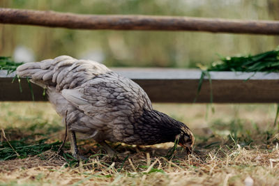 Close-up of rooster on field