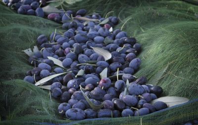 Grapes in vineyard