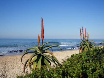 Plants on beach against clear sky