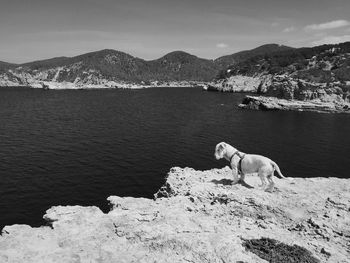 Dog looking at mountains