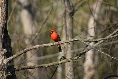 Bird perching on branch