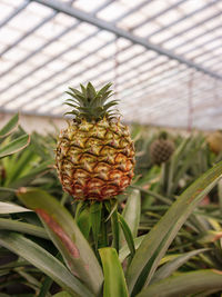 pineapple