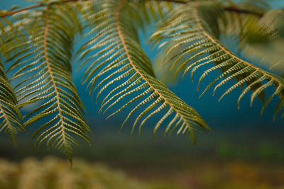 Close-up of fern leaves