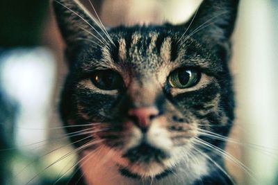 Close-up portrait of cat