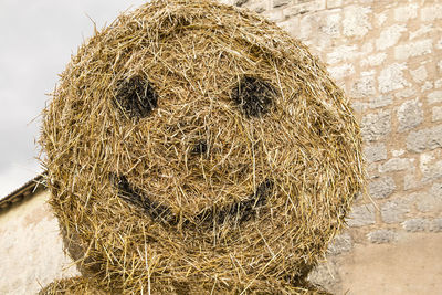 Close-up of hay