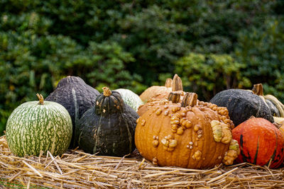 View of pumpkins in farm