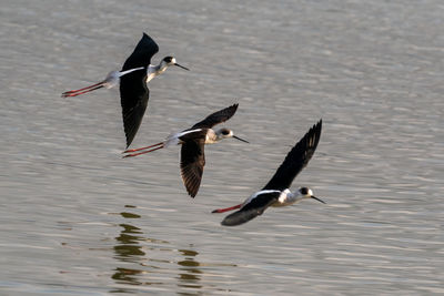 Birds flying over lake
