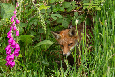 View of an animal on field