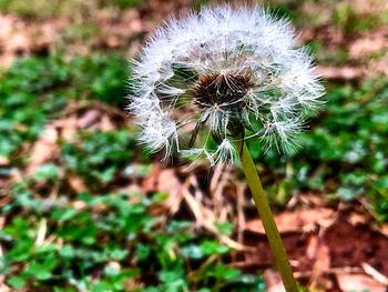 Close-up of dandelion