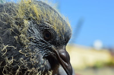 Close-up of a bird