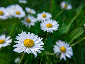 Close-up of white daisy flowers on field