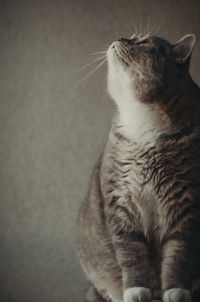 Close-up of cat looking away against wall