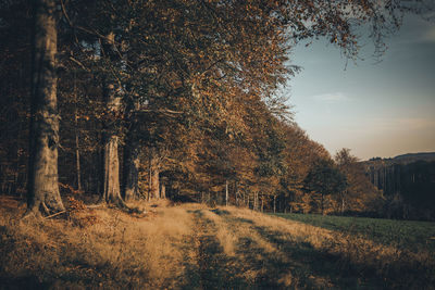 Trees on field against sky during autumn