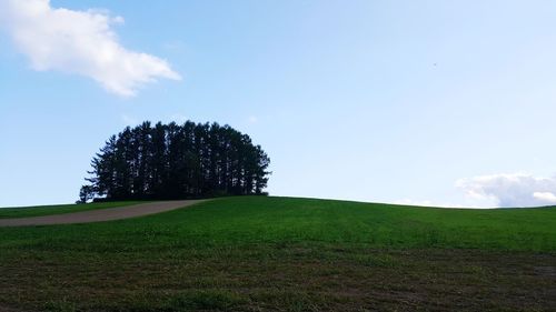 Tree on field against sky