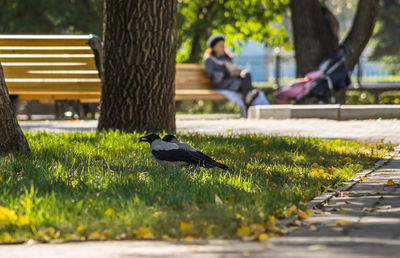 Bird perching on a park
