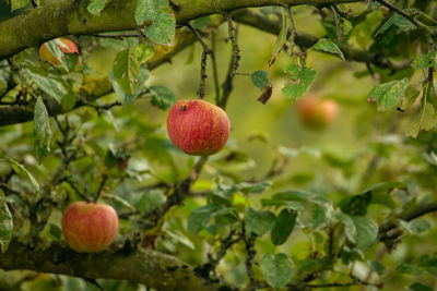 Close-up of apples on tree