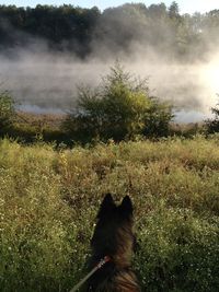 Rear view of cat on field against sky