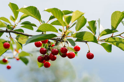 Branch of ripe cherries on a tree in a garden