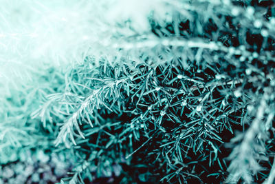 Full frame shot of pine tree during winter