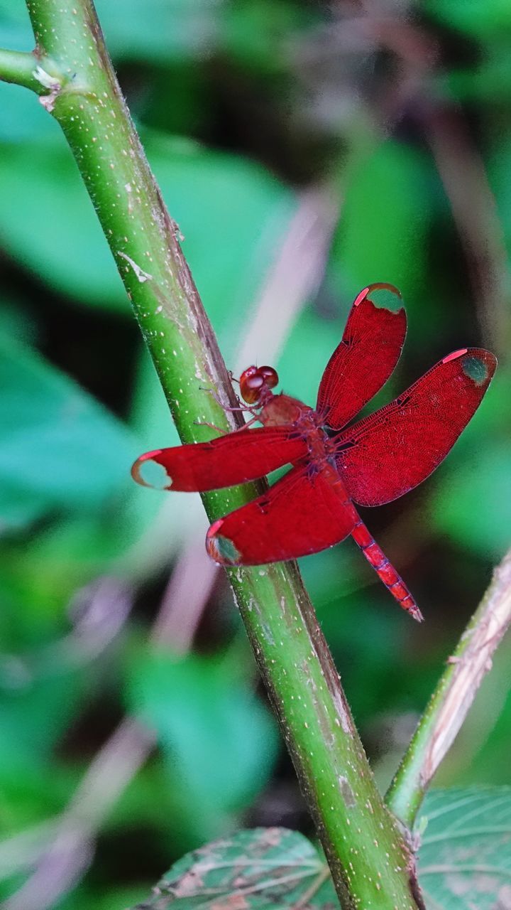 red, plant, focus on foreground, close-up, green color, nature, beauty in nature, no people, growth, day, freshness, plant part, leaf, one animal, wet, plant stem, flower, drop, outdoors, sepal