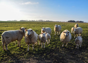 Sheep in pasture