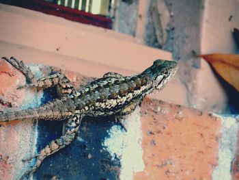 High angle view of lizard on wall