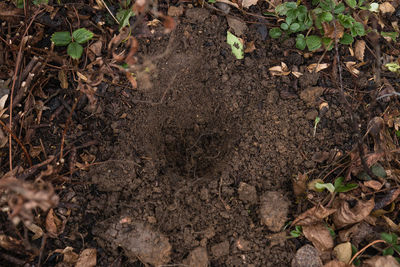 Full frame shot of mud