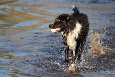 Dog running on wet beach