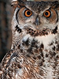 Close-up portrait of a owl