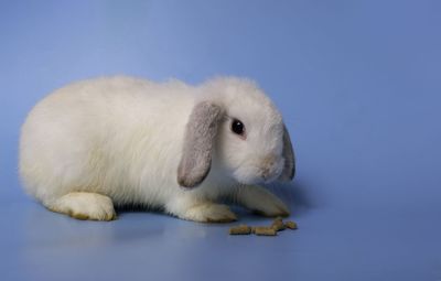 Close-up of a rabbit over blue background