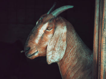 Profile of a goat