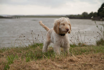 Close-up of dog in water