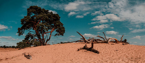 Panorama dead tree on desert landscape sand against sky