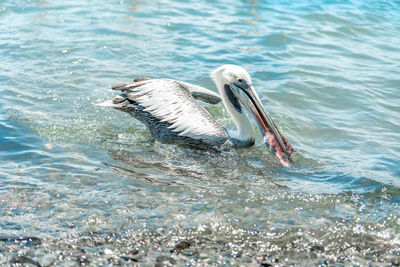 Close-up of pelican swimming in sea