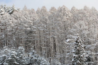 Snow covered trees in forest