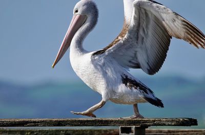 Australian pelican perching on wood