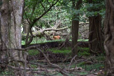 Squirrel on tree in forest