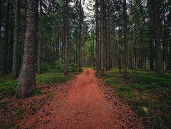 Trail on footpath amidst trees in forest