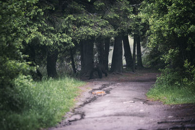 Road amidst trees in forest