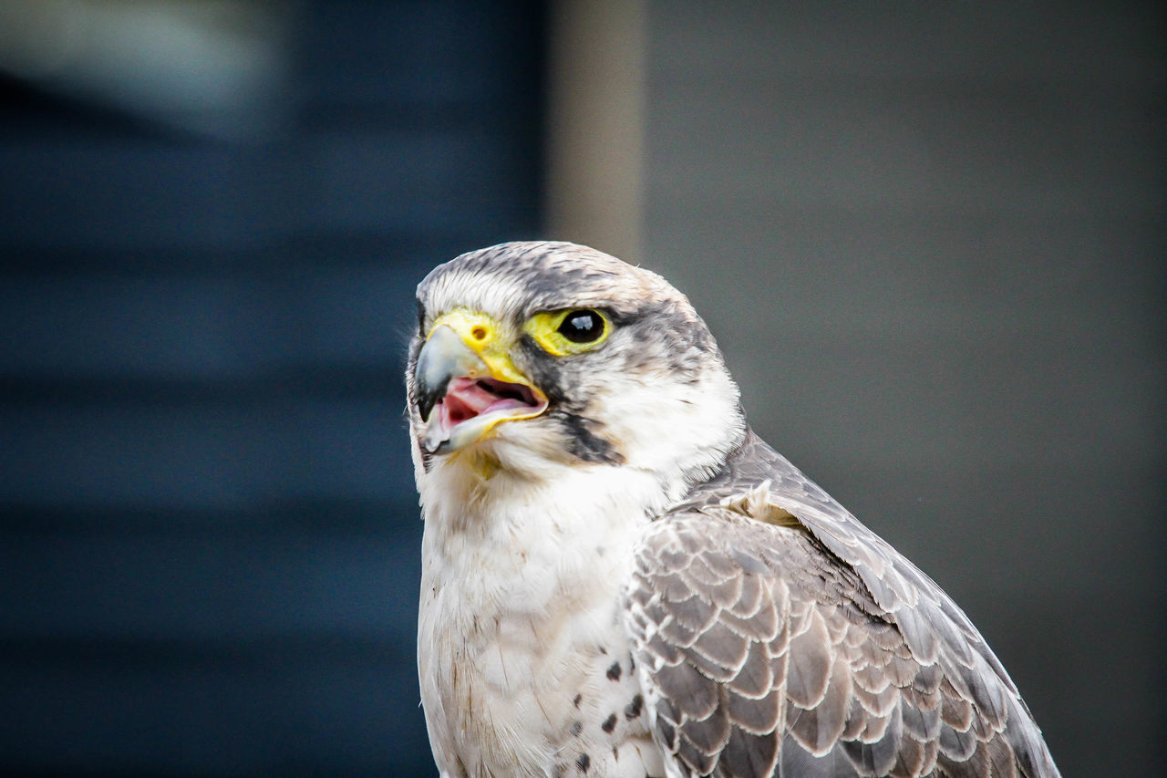 CLOSE-UP OF OWL