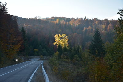 Trees by road against sky during autumn