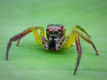 Close-up of spider