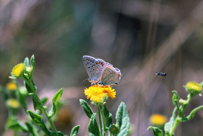 Butterfly on flower